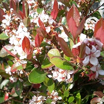 ヒメシャリンバイ　110センチ ヒメシャリンバイ,生垣販売｜植木買うならグリーンロケット